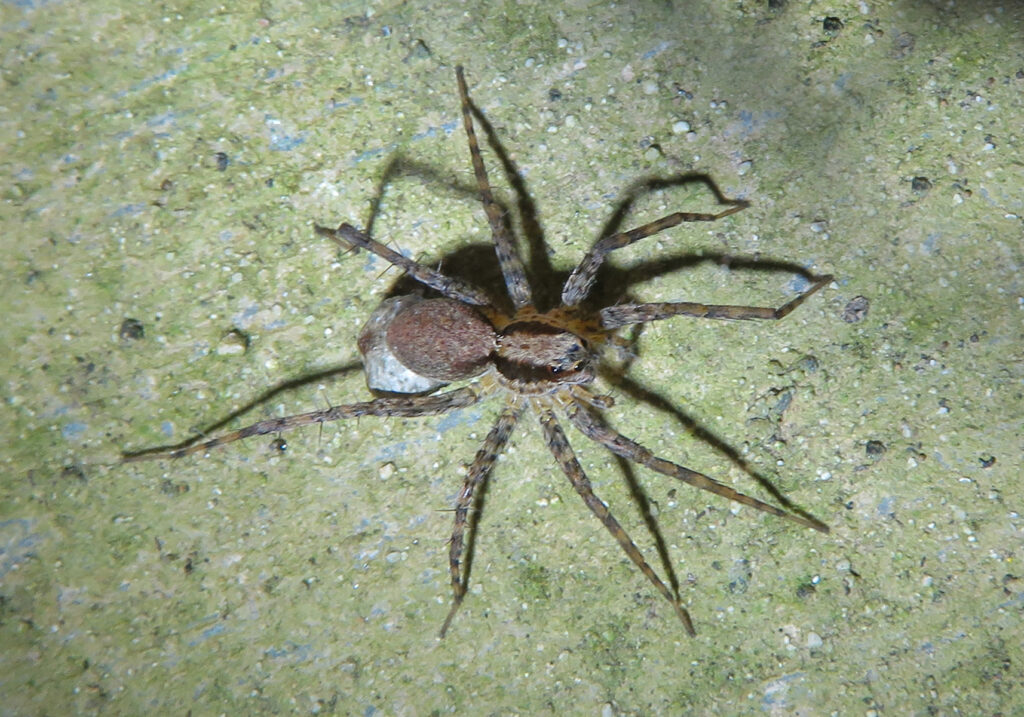 Wolf Spiders and Allies