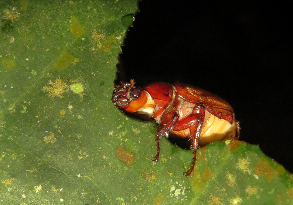 Scarabs (Family Scarabaeidae)