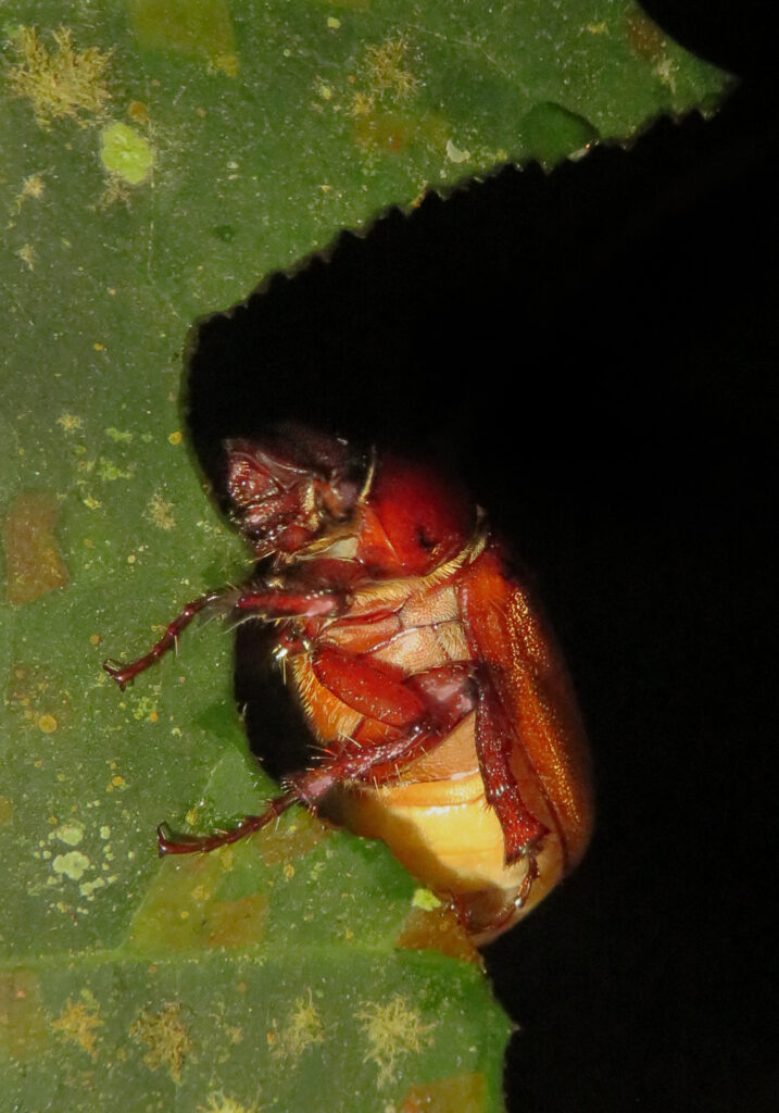 Scarabs (Family Scarabaeidae)