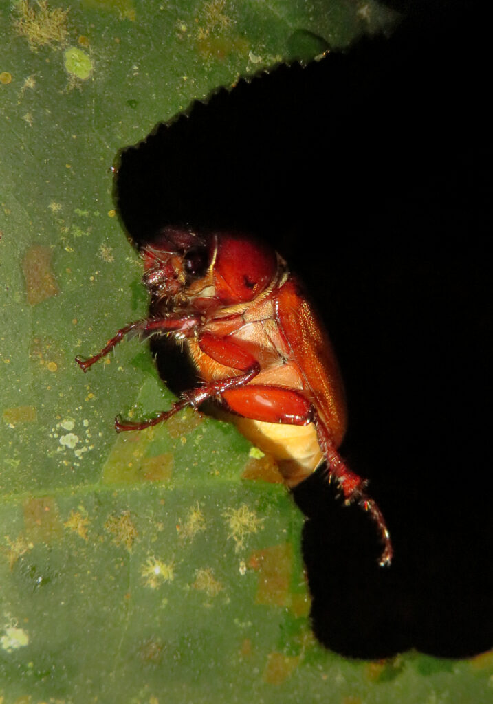 Scarabs (Family Scarabaeidae)