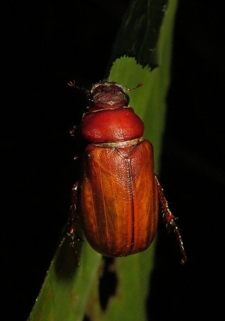 Scarabs (Family Scarabaeidae)