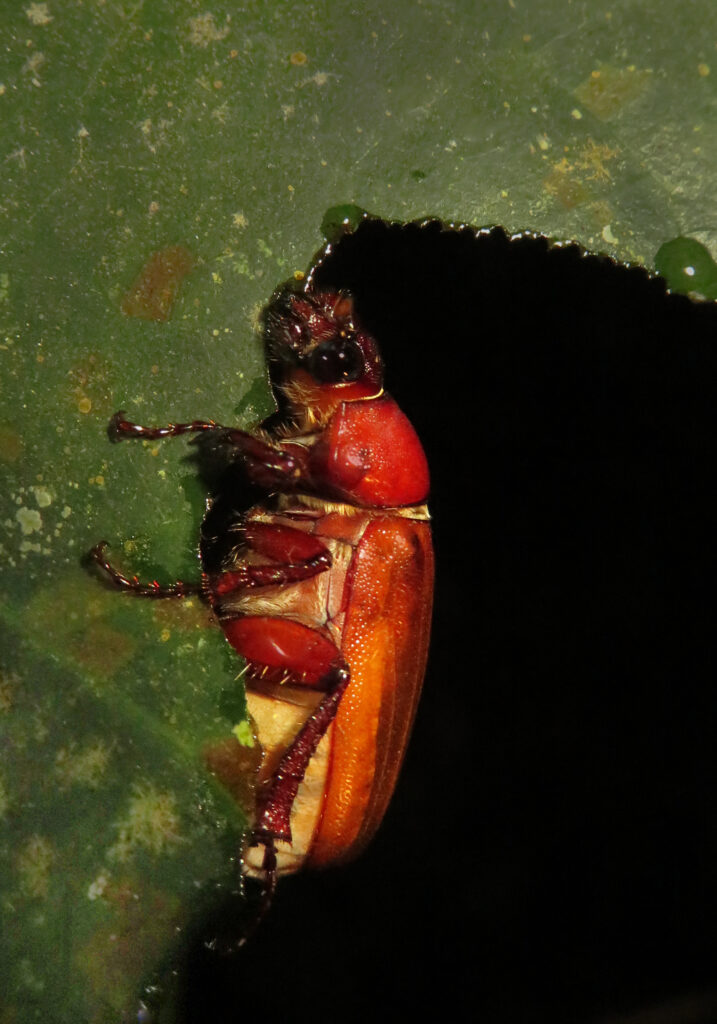 Scarabs (Family Scarabaeidae)