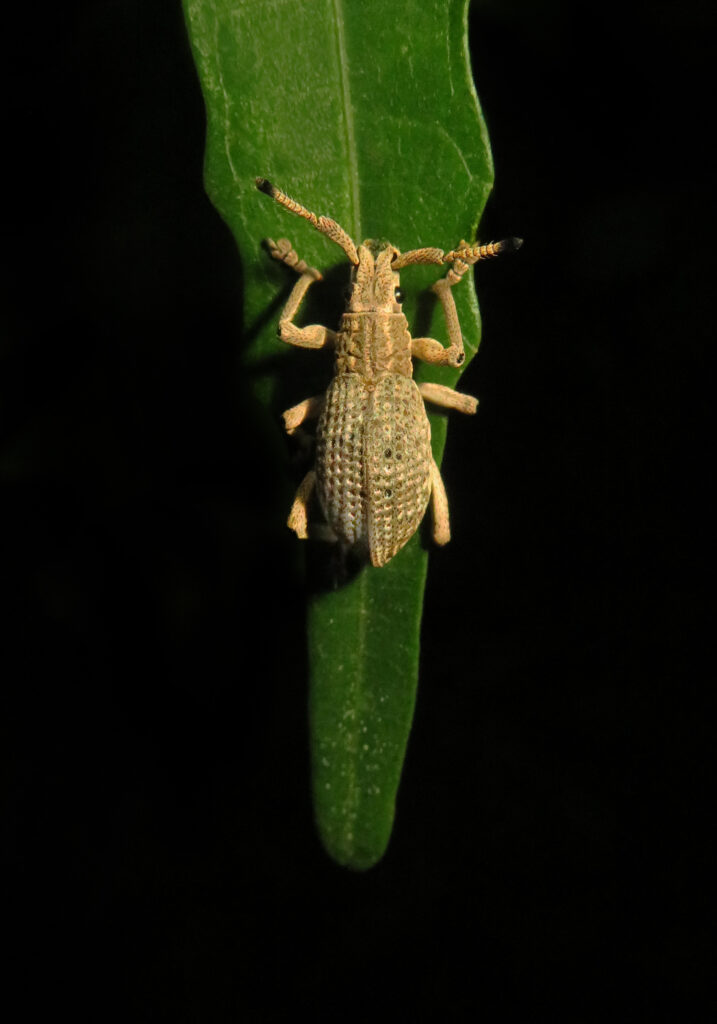 Broad-nosed Weevils (Subfamily Entiminae)