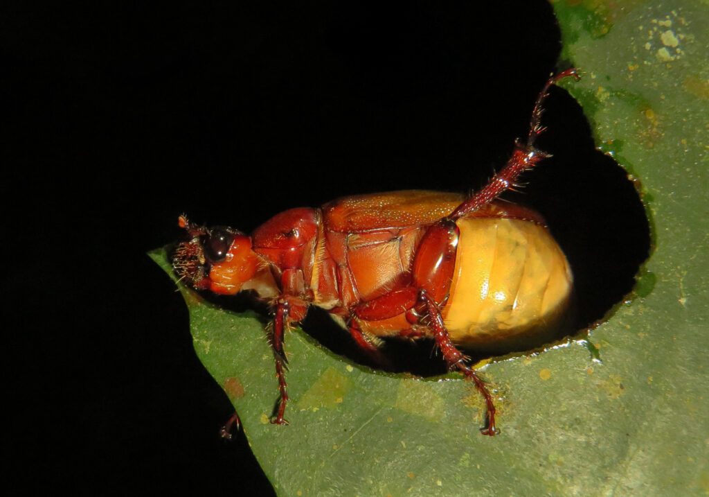 Scarabs (Family Scarabaeidae)
