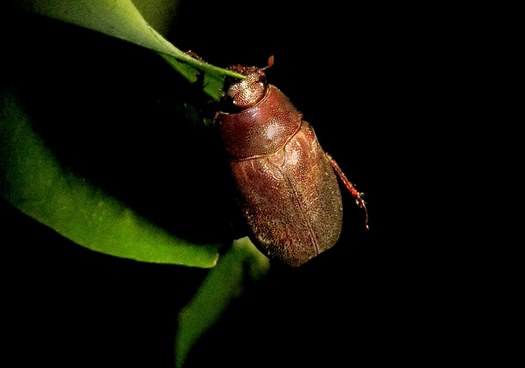 Scarabs (Family Scarabaeidae)