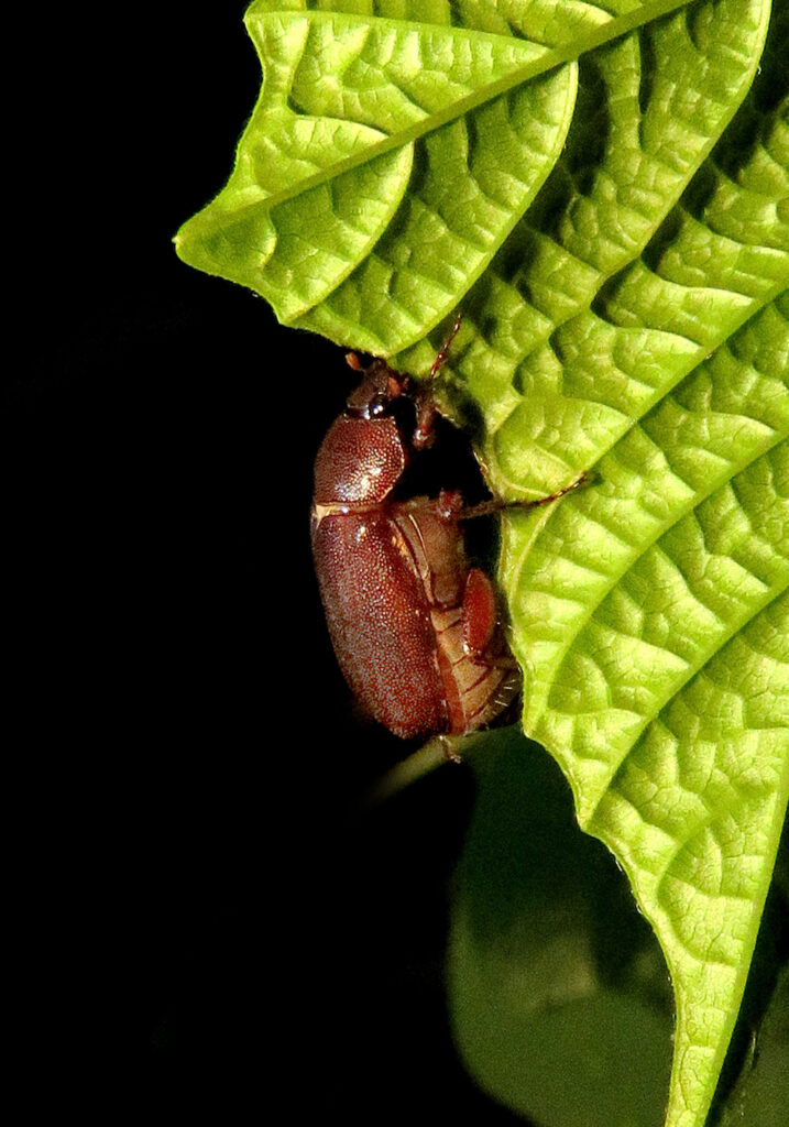Scarabs (Family Scarabaeidae)