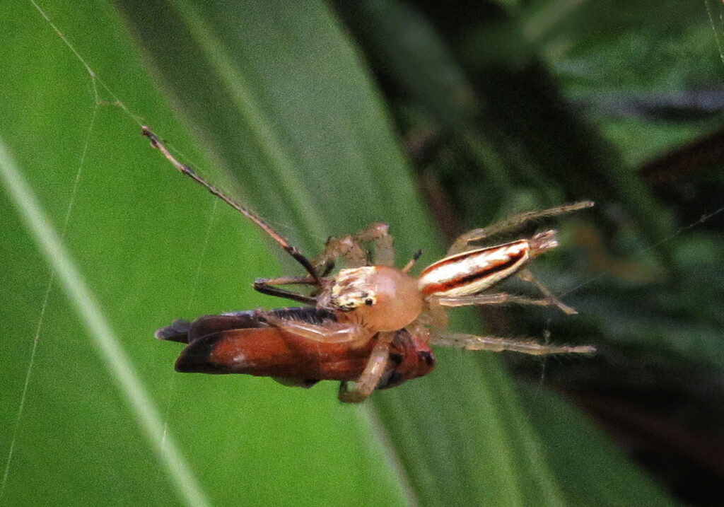 Lynx Spiders (Family Oxyopidae)