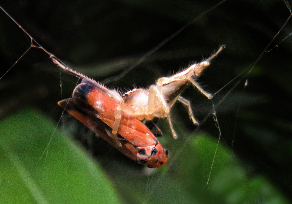 Lynx Spiders (Family Oxyopidae)