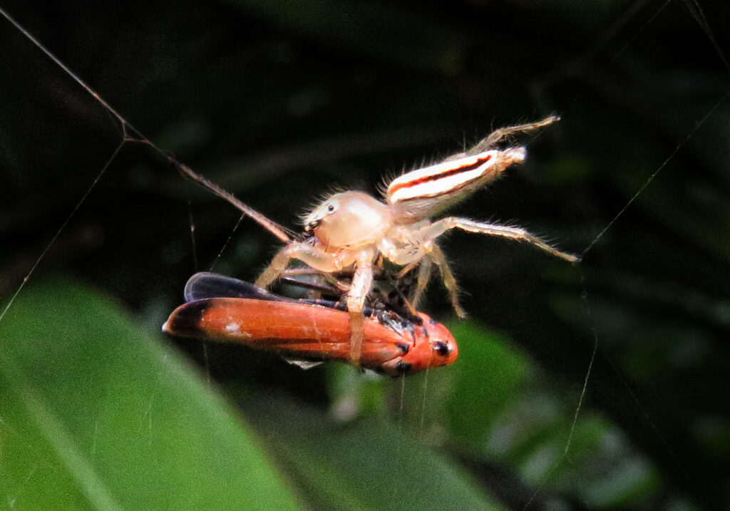 Lynx Spiders (Family Oxyopidae)