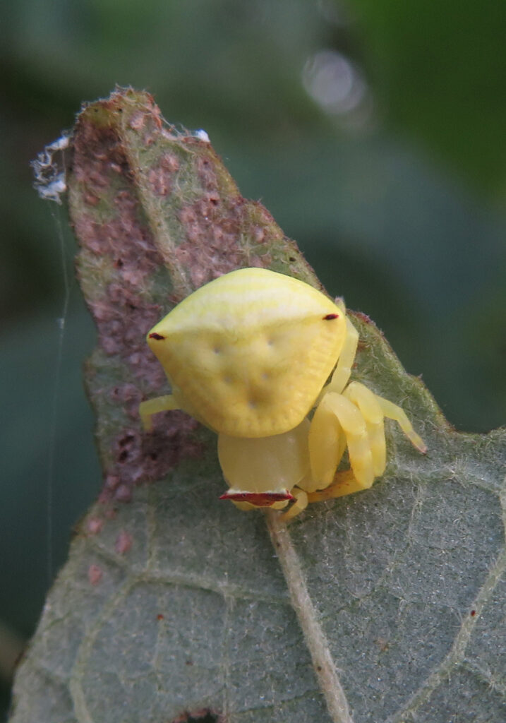 Flower Crab Spiders