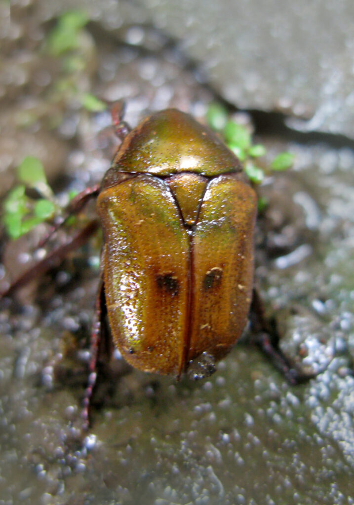 Protaetia ciliata