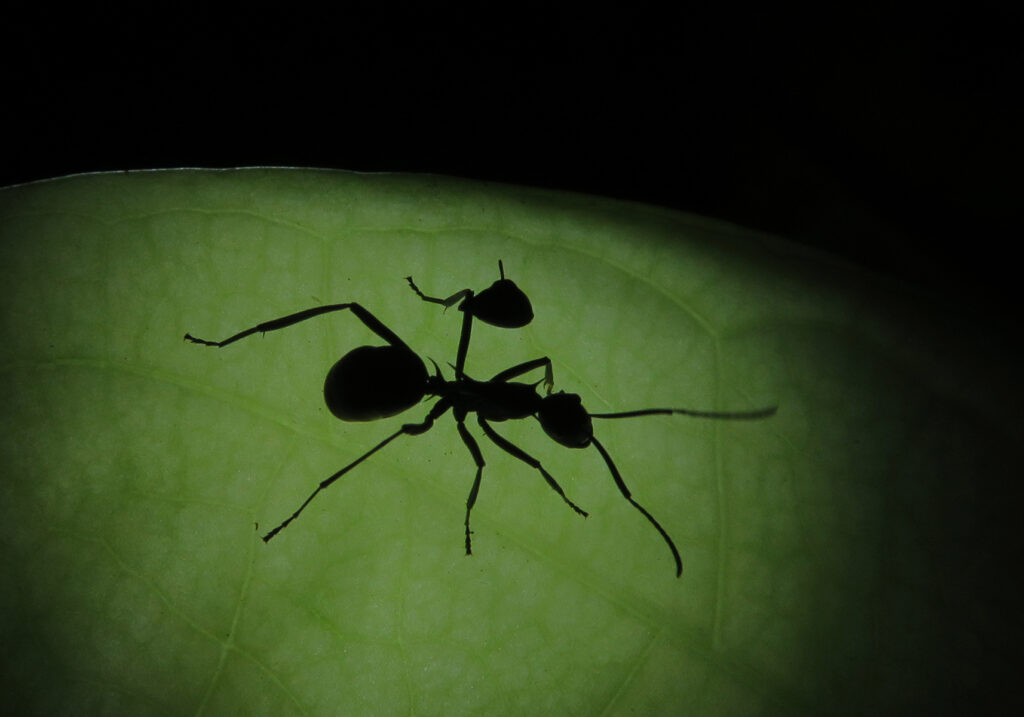 Semut Formicine (Subfamili Formicinae)