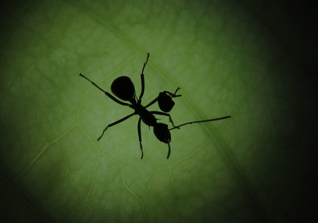 Semut Formicine (Subfamili Formicinae)