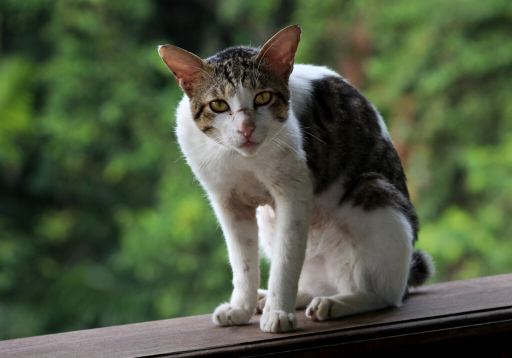 Domestic Cat (Felis catus)