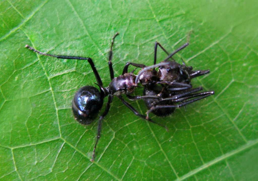 Semut Formicine (Subfamili Formicinae)