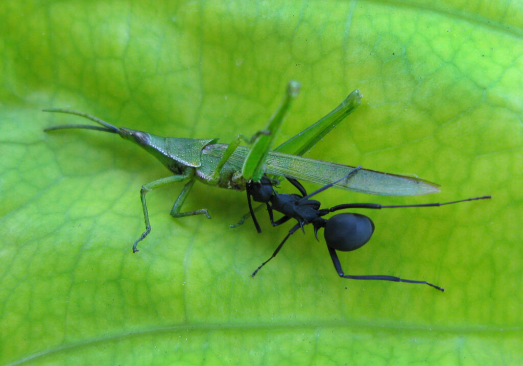 Semut Formicine (Subfamili Formicinae)