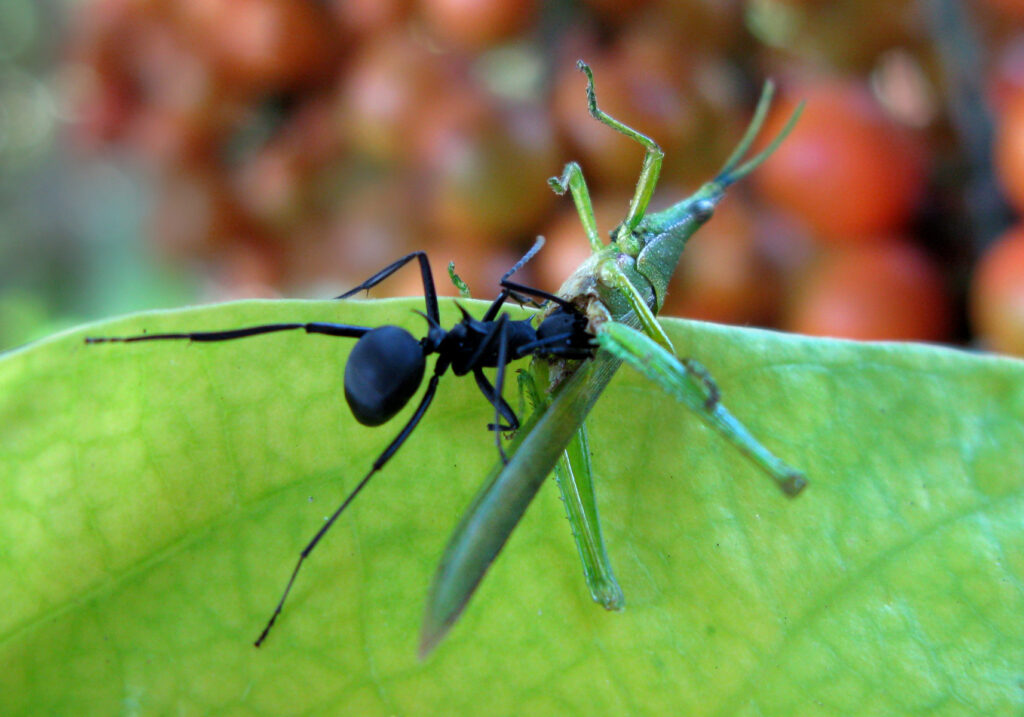 Semut Formicine (Subfamili Formicinae)