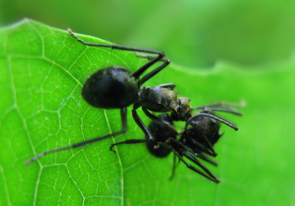 Semut Formicine (Subfamili Formicinae)