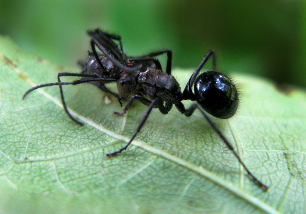 Semut Formicine (Subfamili Formicinae)
