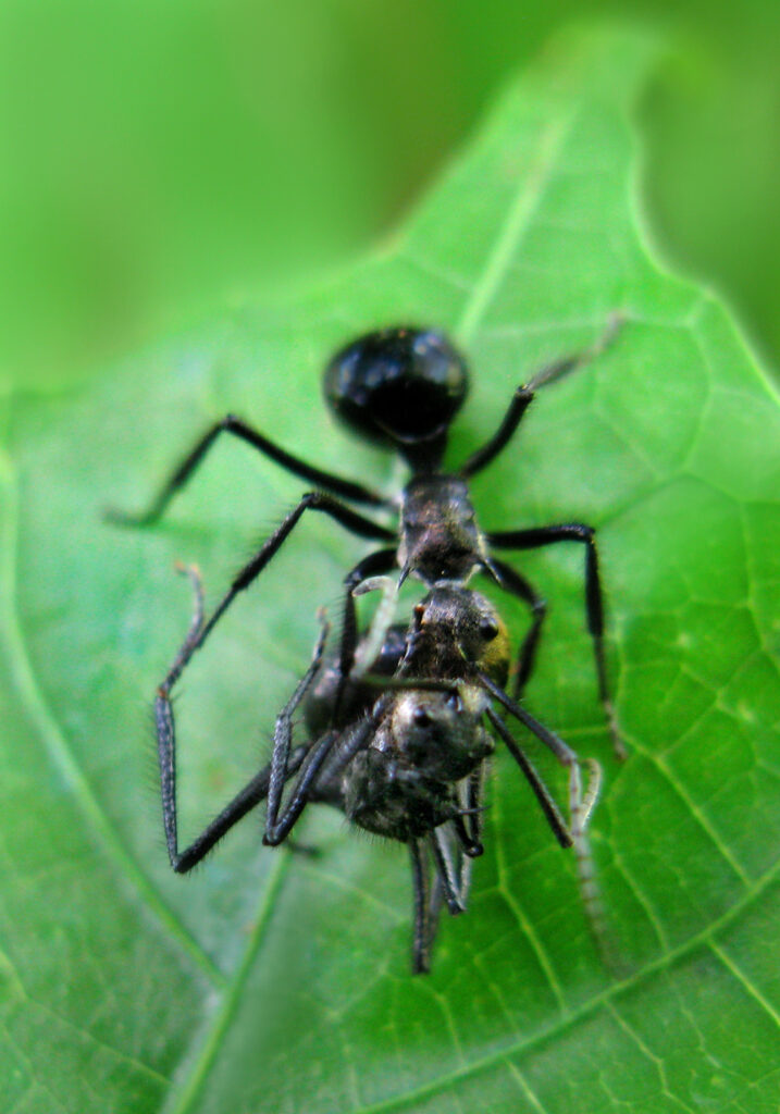 Semut Formicine (Subfamili Formicinae)