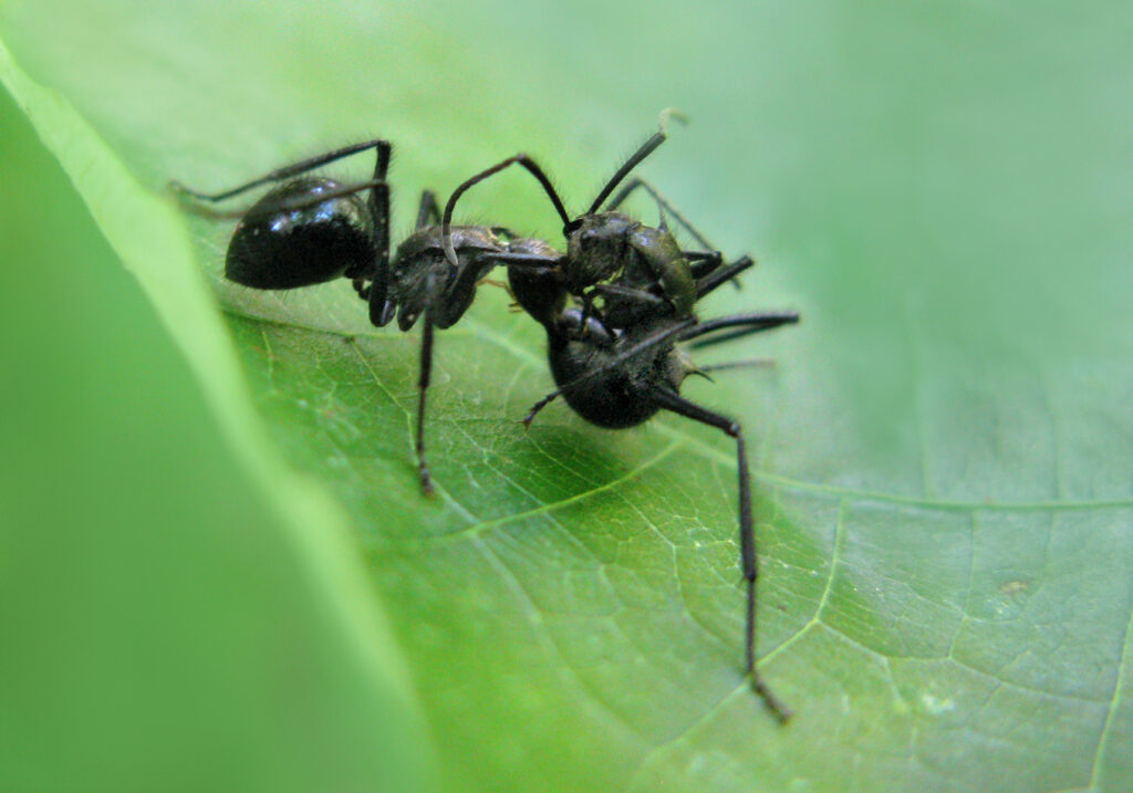 Semut Formicine (Subfamili Formicinae)