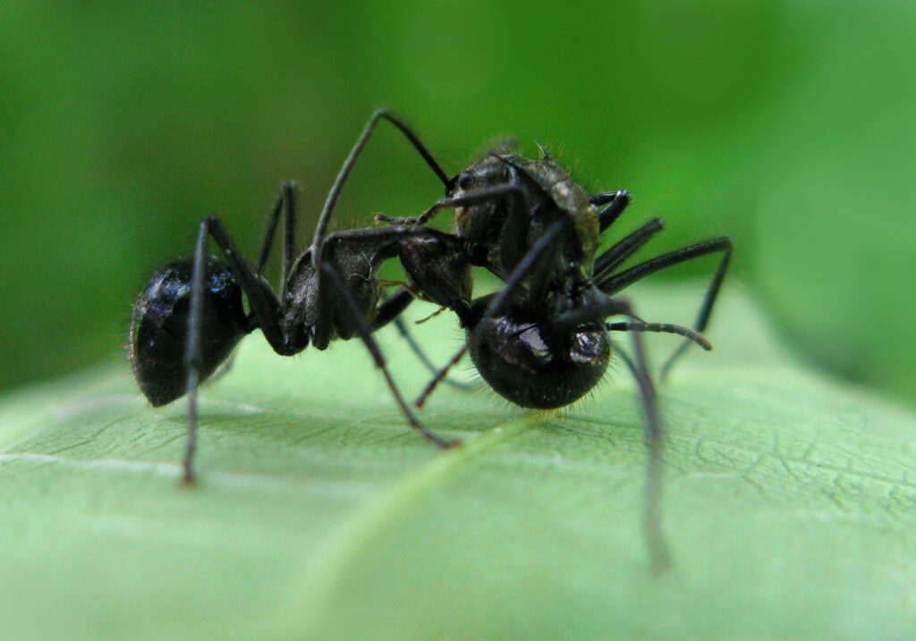 Semut Formicine (Subfamili Formicinae)