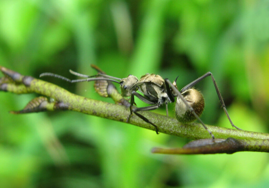 Spiny Ants (Genus Polyrhachis)