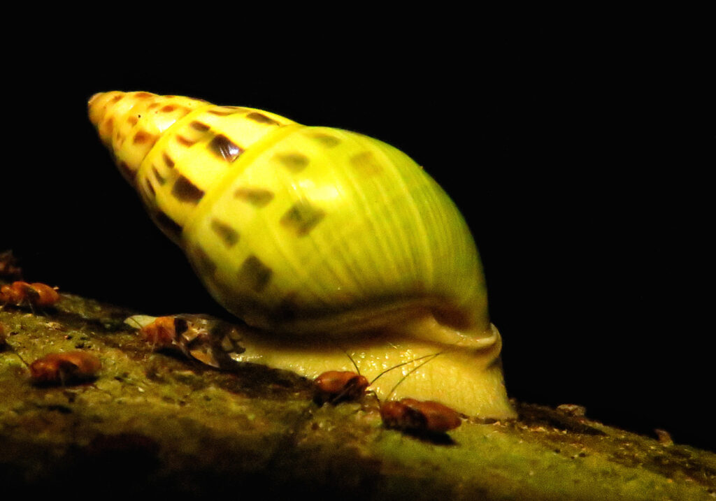 Amphidromus furcillatus