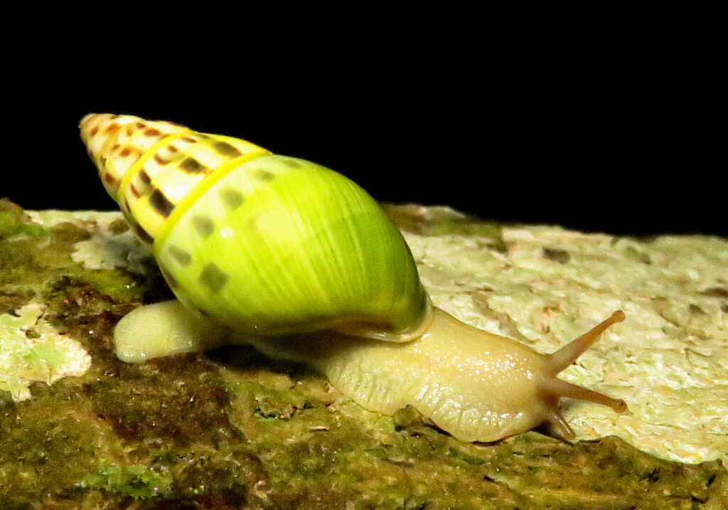 Amphidromus furcillatus