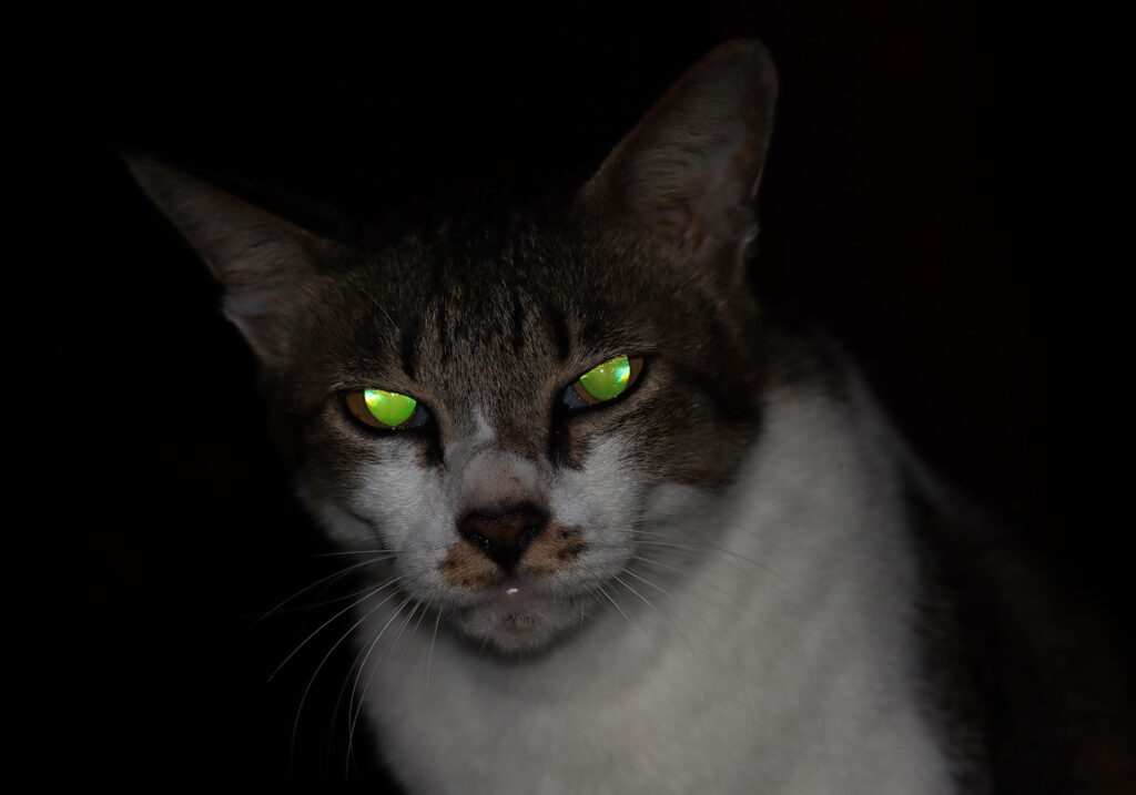 Domestic Cat (Felis catus)