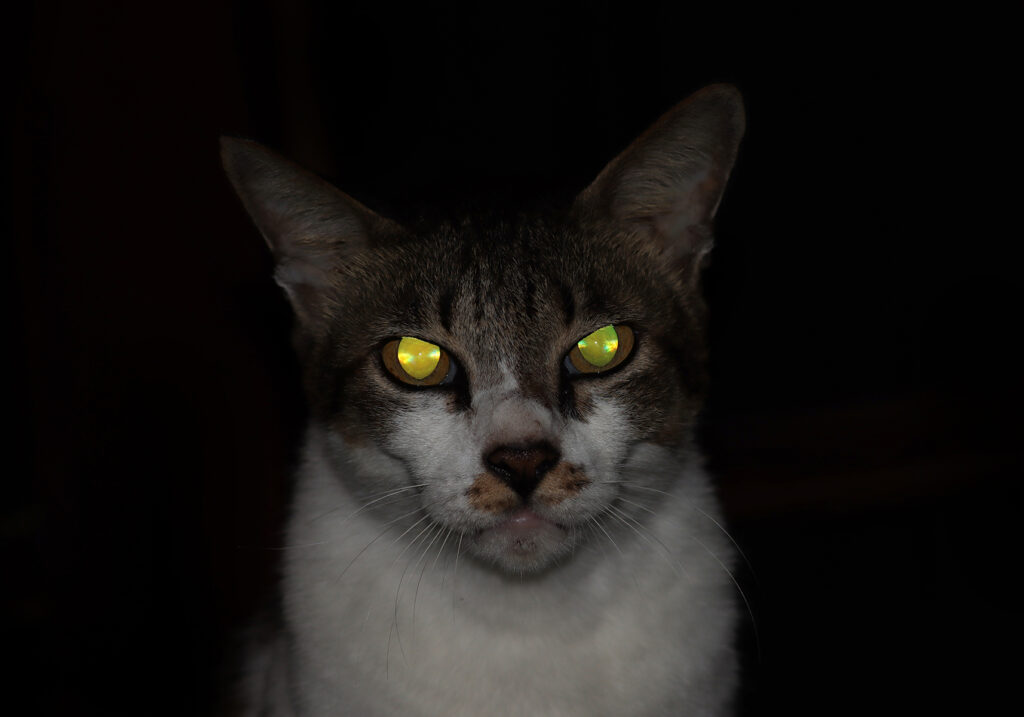 Domestic Cat (Felis catus)