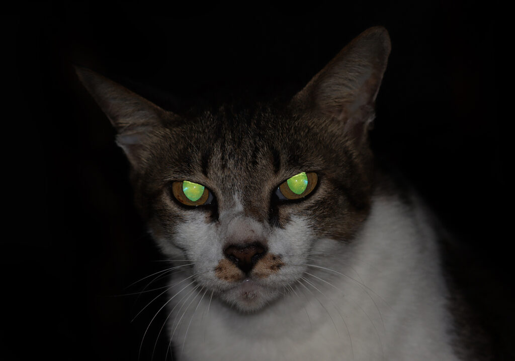 Domestic Cat (Felis catus)