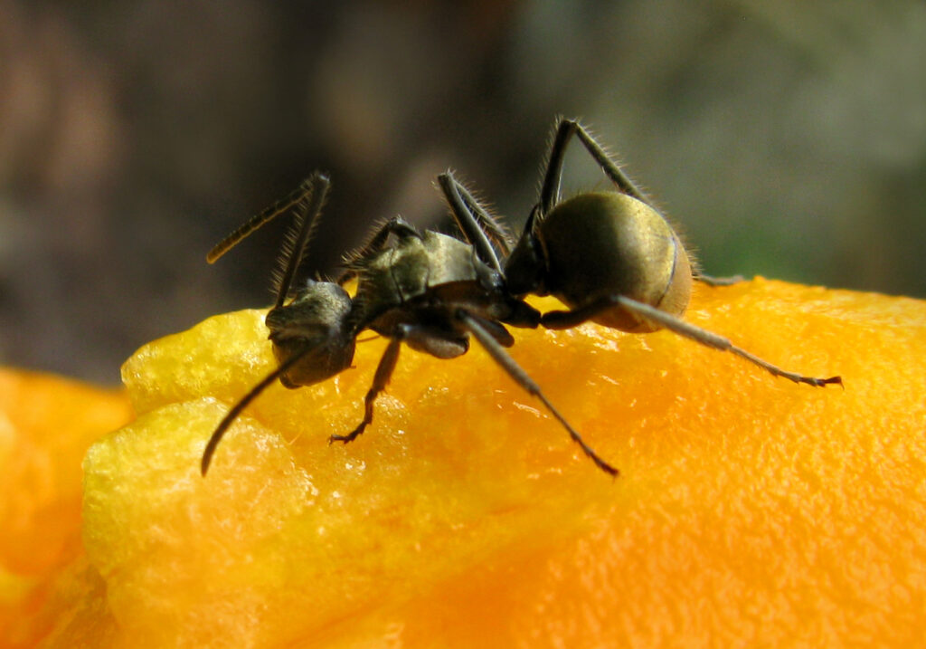 Semut Formicine (Subfamili Formicinae)