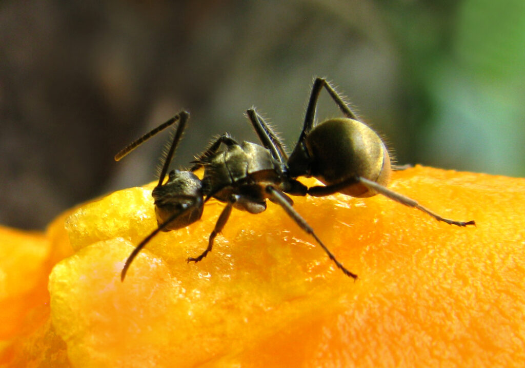 Semut Formicine (Subfamili Formicinae)