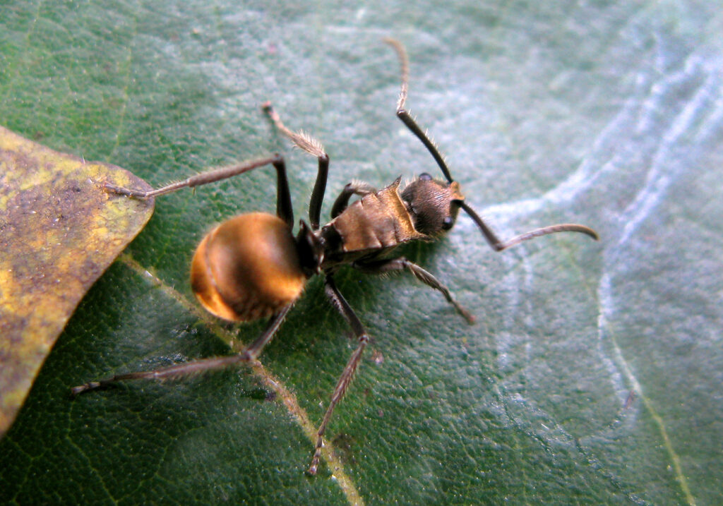 Spiny Ants (Genus Polyrhachis)