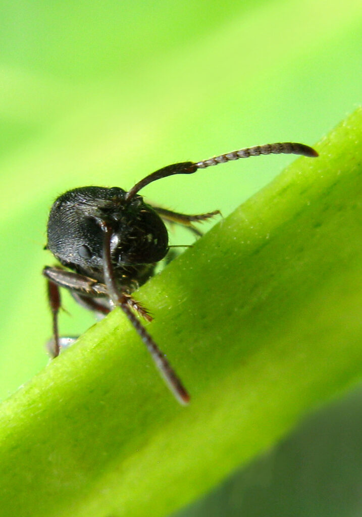 Genus Odontoponera