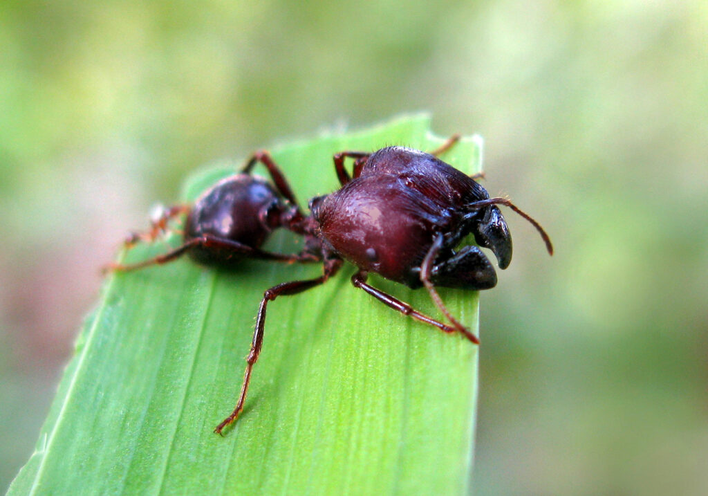 Myrmicine Ants