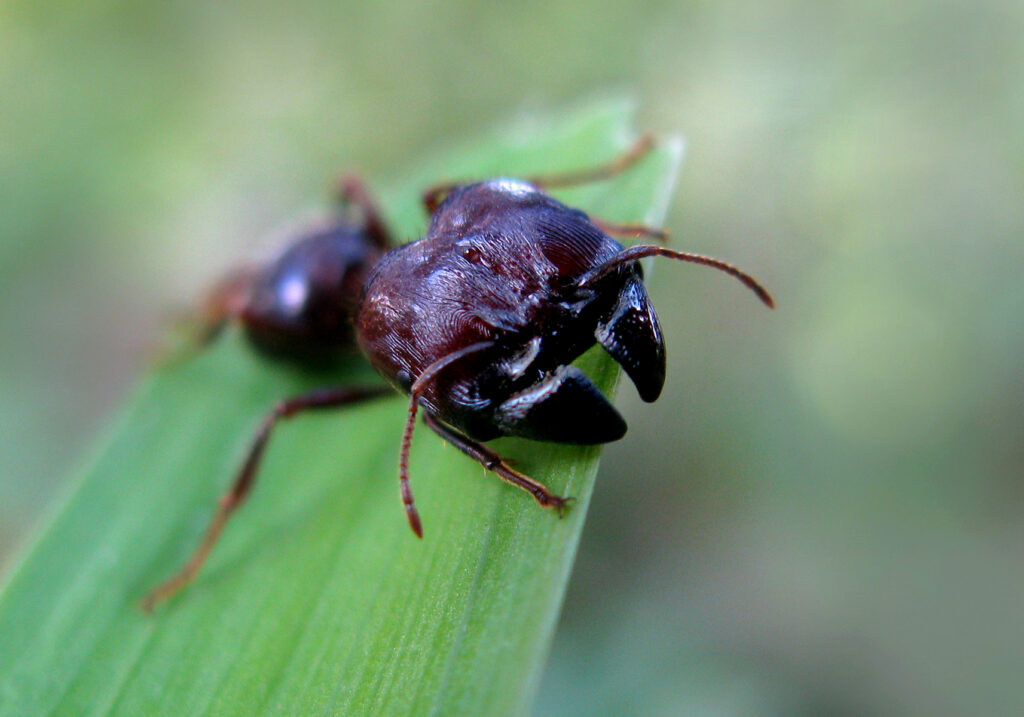 Myrmicine Ants