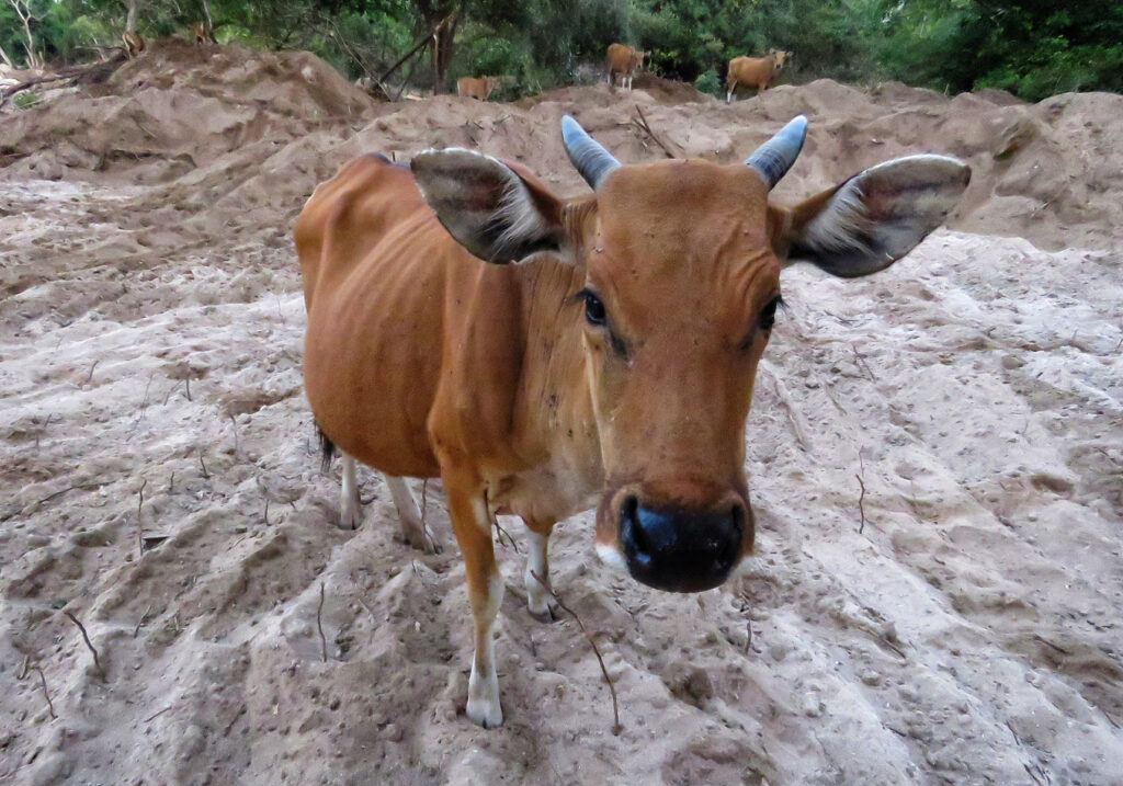 Sapi Bali (Bos javanicus f. domesticus)