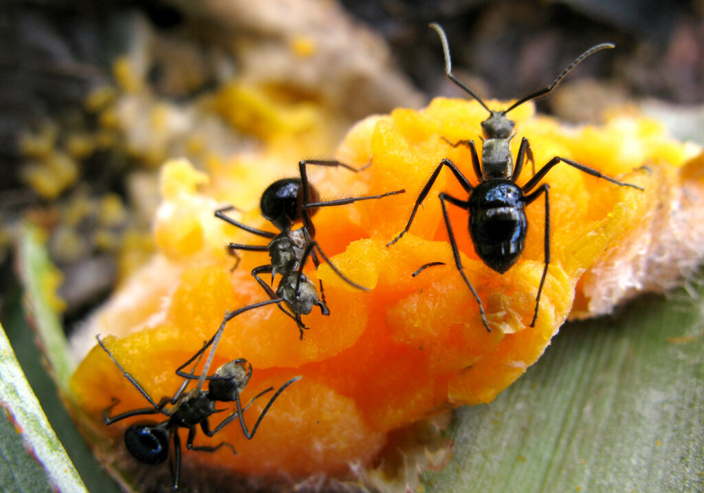 Semut Formicine (Subfamili Formicinae)