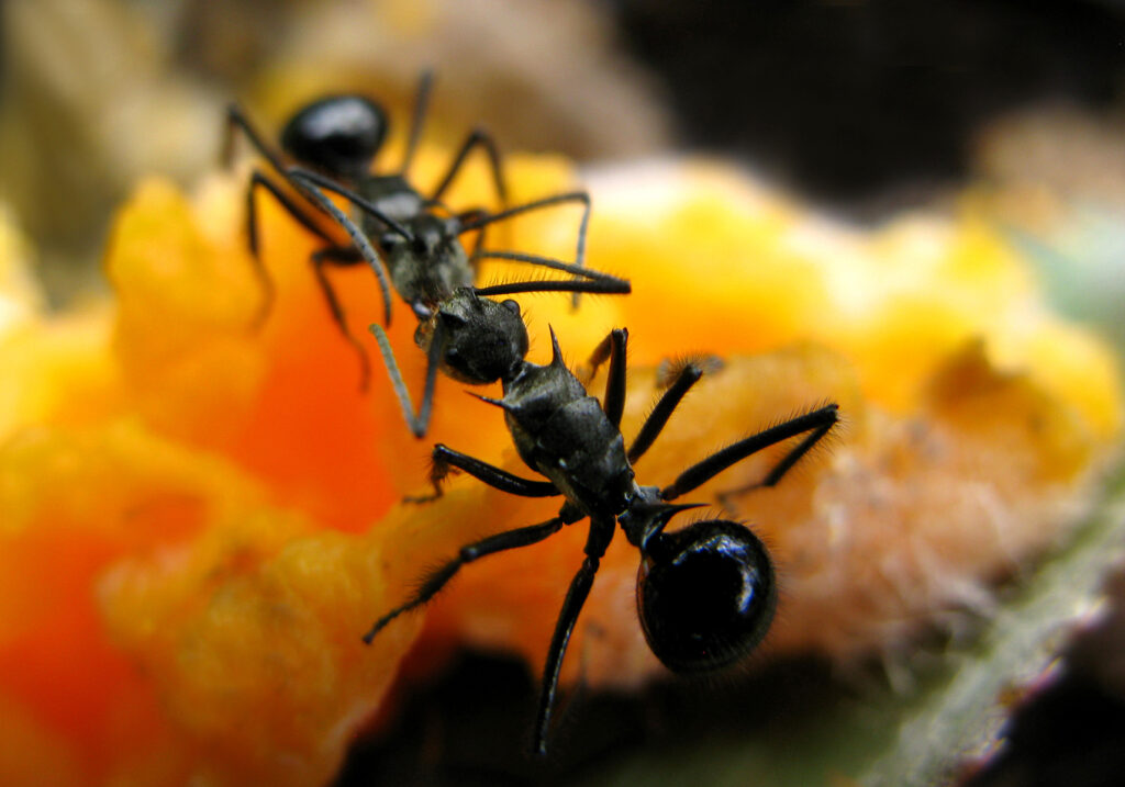 Semut Formicine (Subfamili Formicinae)