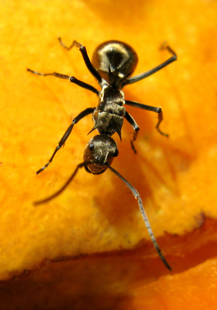 Semut Formicine (Subfamili Formicinae)