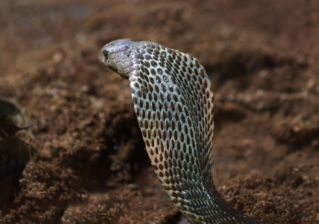 Ular Kobra Jawa (Naja sputatrix)