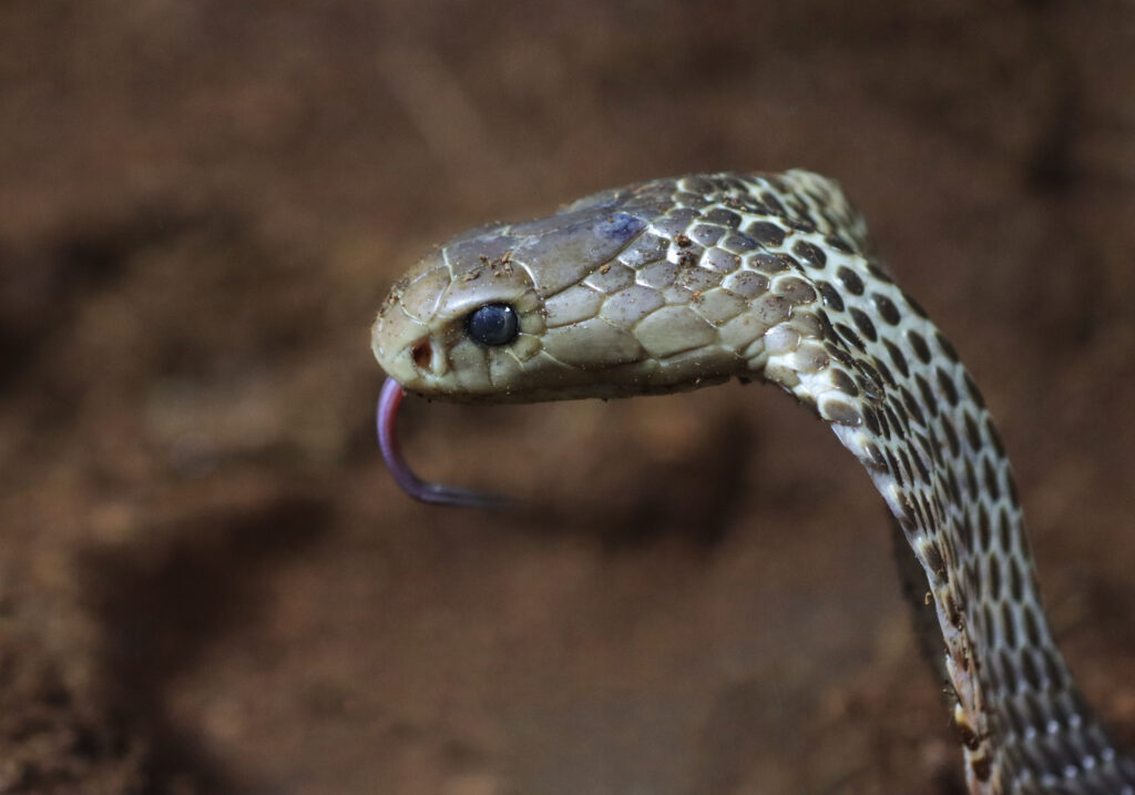 Ular Kobra Jawa (Naja sputatrix)