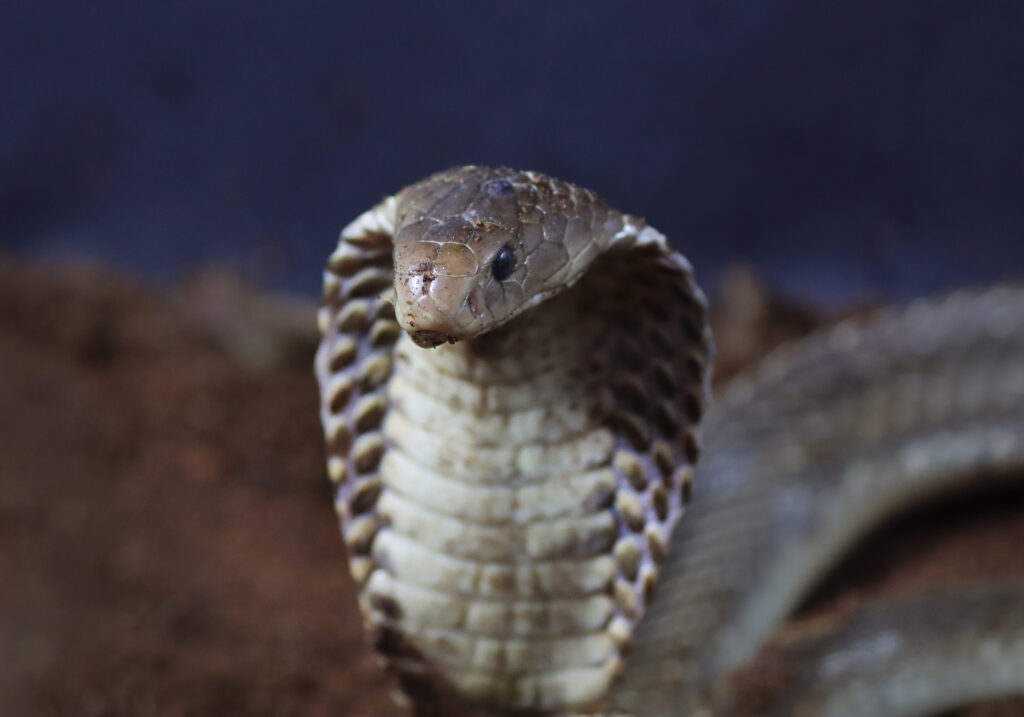 Ular Kobra Jawa (Naja sputatrix)