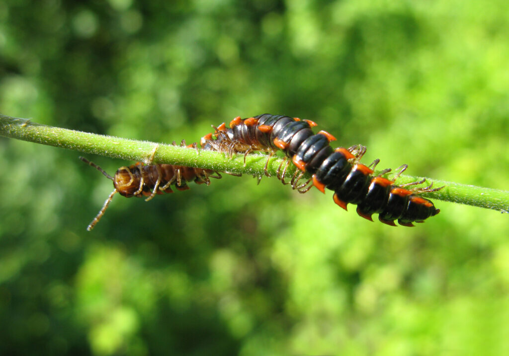 Kaki Seribu Berpunggung Datar (Ordo Polydesmida)