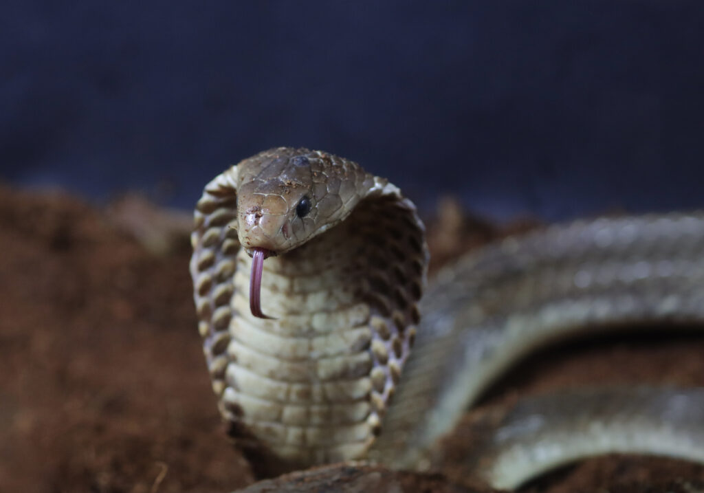 Ular Kobra Jawa (Naja sputatrix)