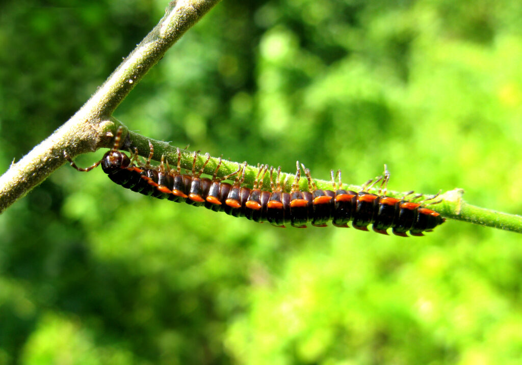 Kaki Seribu Berpunggung Datar (Ordo Polydesmida)