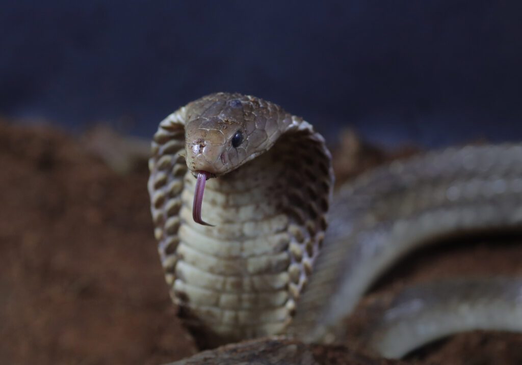 Ular Kobra Jawa (Naja sputatrix)