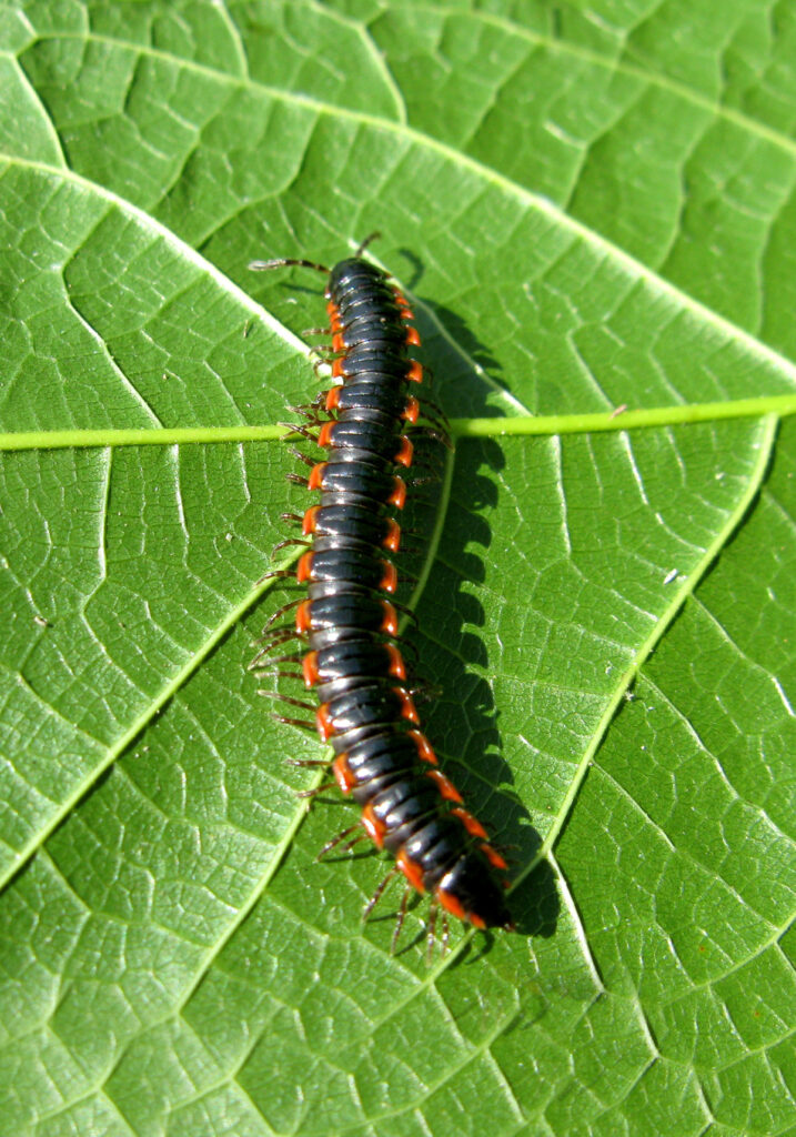 Kaki Seribu Berpunggung Datar (Ordo Polydesmida)